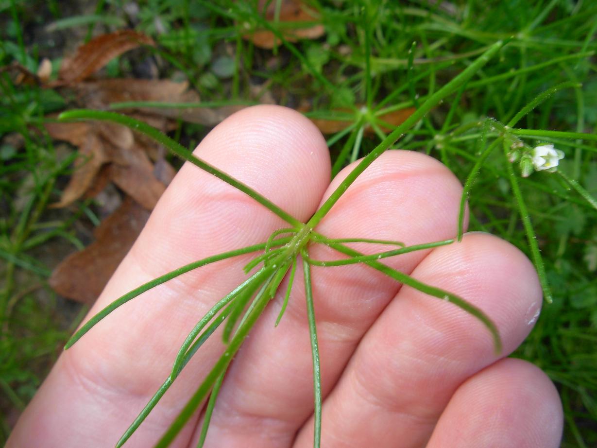 Spergula arvensis L.  / Renaiola comune